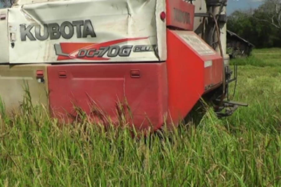 வவுனியாவில் பாதிப்படையும்  நெற்செய்கையாளர்கள!