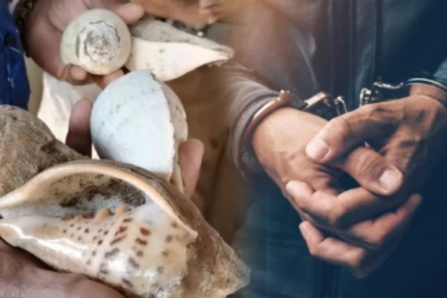 யாழில் சட்டவிரோதமாக சங்கு வைத்திருந்த நபர் கைது!