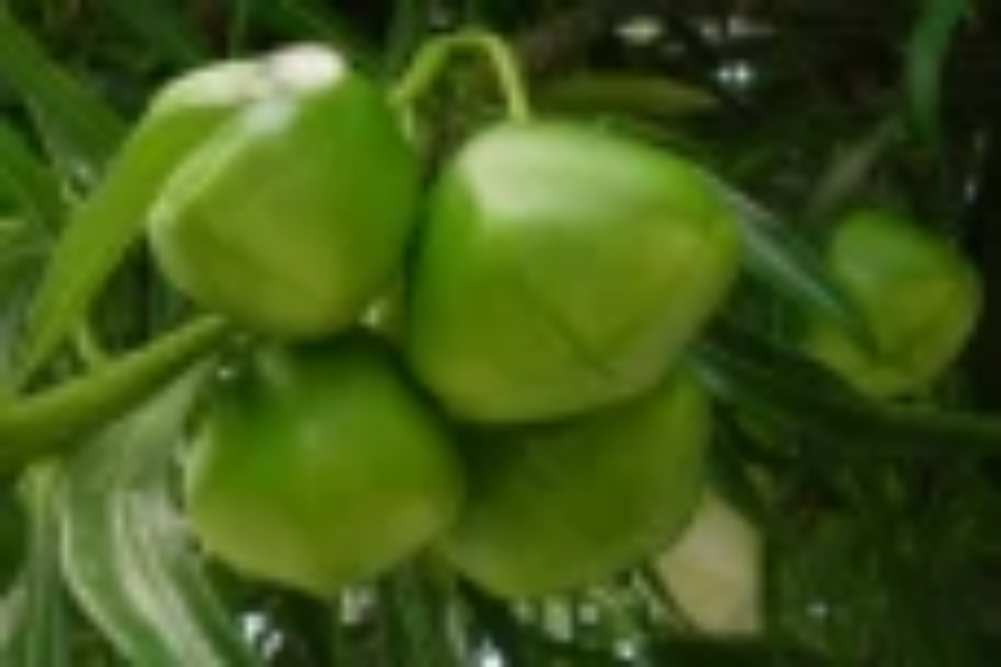 சிறுவர் இல்லத்தில் அலரி விதை சாப்பிட்ட சிறுமிகள்