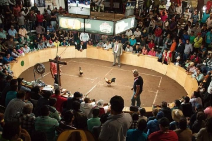 மெக்சிகோவில் இடம் பெற்ற சேவல் சண்டையால் 20 பேர் பலியாகியுள்ளனர்!