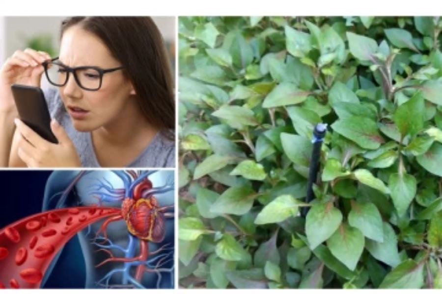 பொன்னாங்கண்ணி கீரையில் உள்ள நன்மைகள்