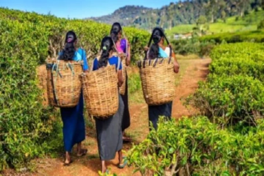 நாட்டில் குறைந்த அளவில் வருமானம் பெற்று வரும் பெருந்தோட்ட மக்களுக்கான மகிழ்ச்சியான செய்தி