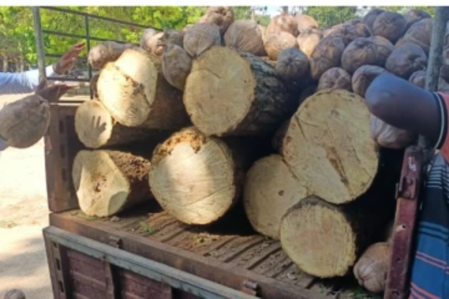 யாழில் சட்டவிரோதமாக மரக்குற்றிகளை ஏற்றியவர்கள் கைது!