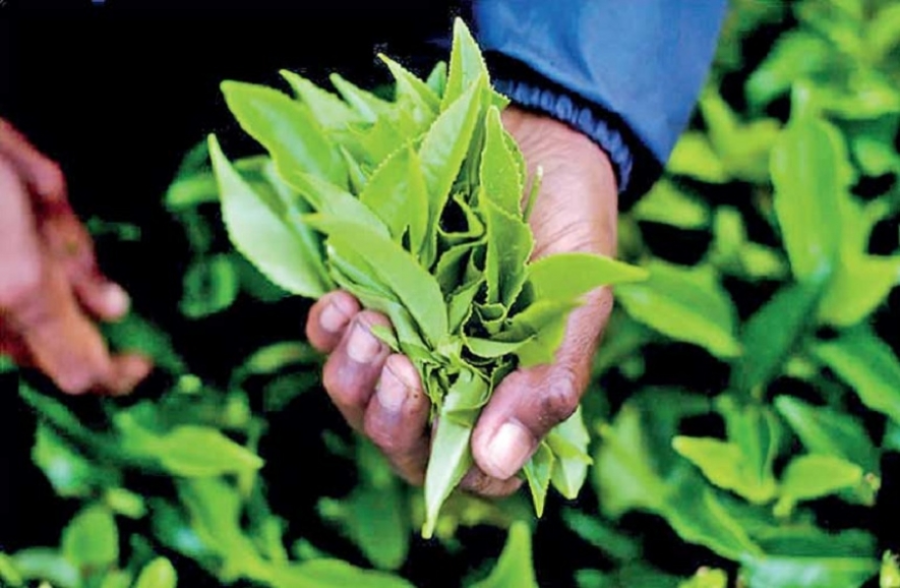 தேயிலை ஏற்றுமதியில் வீழ்ச்சி!