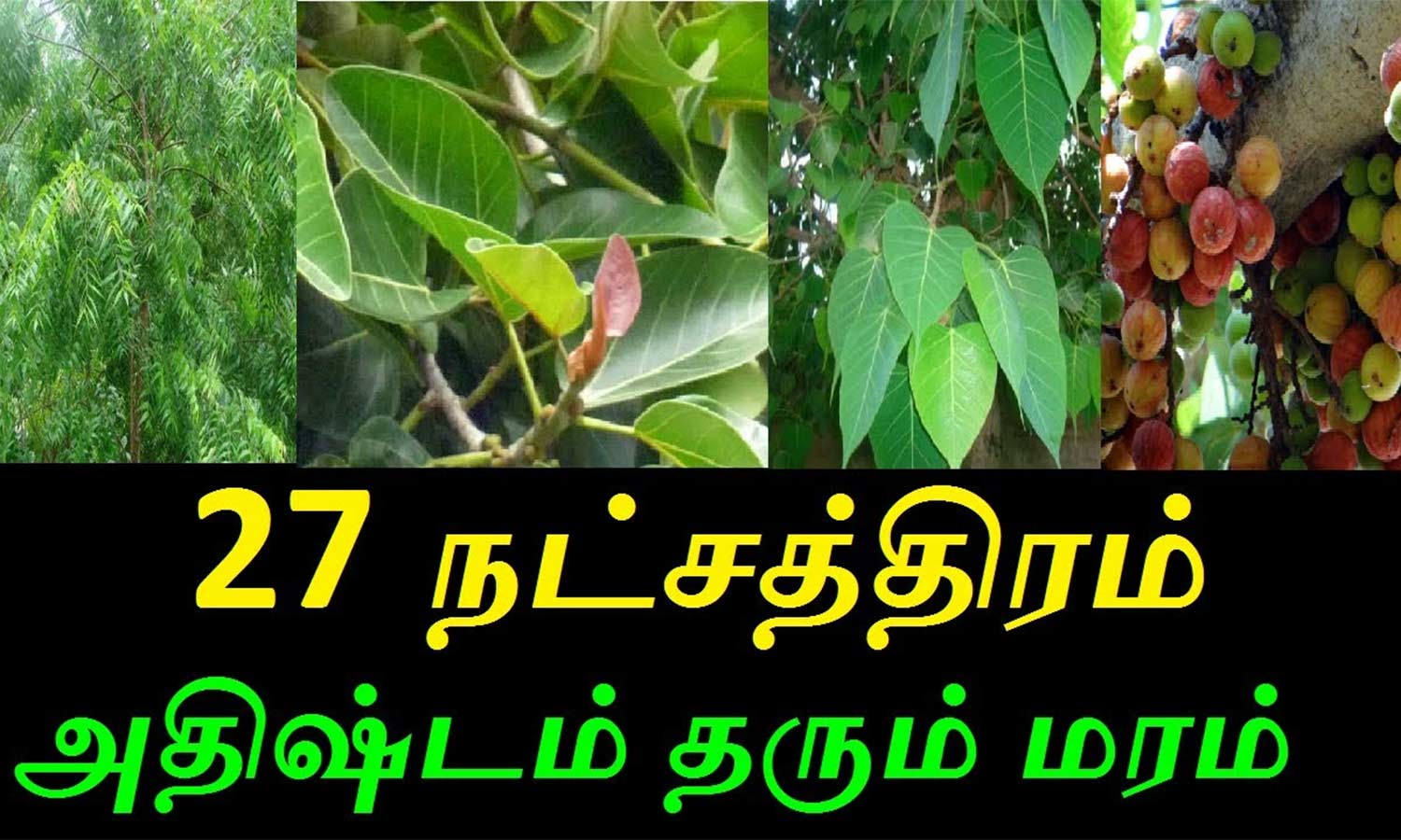 தோஷம் போக்கும் நட்சத்திர மரங்கள்