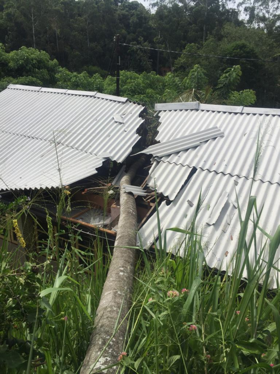 பாடசாலை ஒன்றில் மரம் முறிந்து வீழ்ந்ததில் ஆசிரியர்கள் மற்றும் மாணவர்கள் படுகாயம்