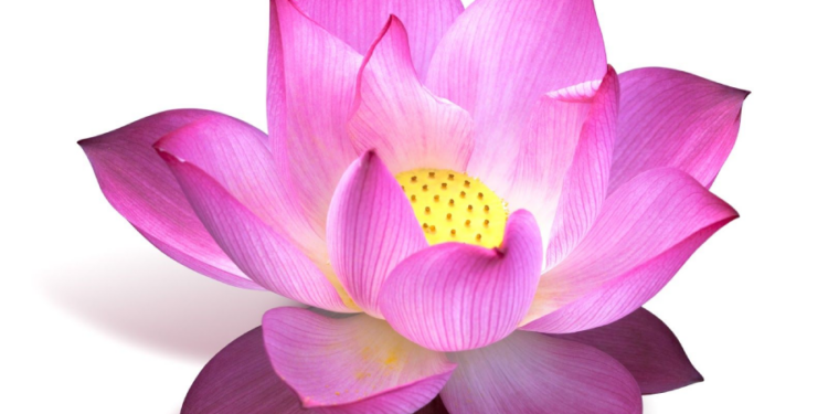 அழகை அதிகமாக்கும் தாமரை எண்ணெய்