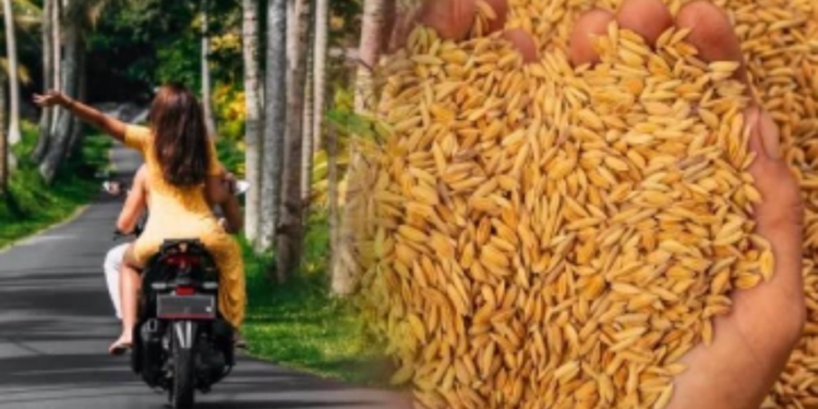 யாழில் நண்பியின் பிறந்தநாள் கொண்டாட்டத்திற்கு செல்வதற்கு நெல்லு கொடுத்து பெற்றோல் வாங்கிய  யாழ் பல்கலை மாணவி!