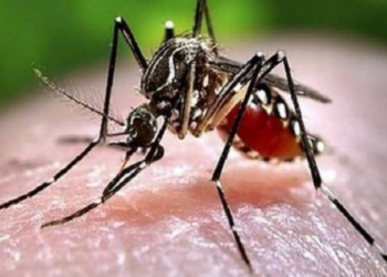 மட்டக்களப்பில் அதிகரிக்கும் டெங்கு!