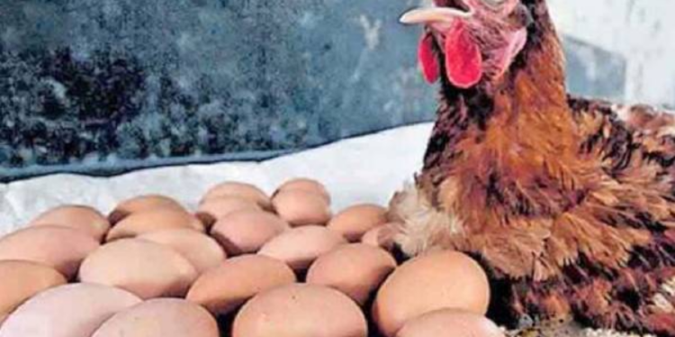 கால்நடை தீவனங்கள் பற்றாக்குறை!