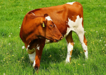 பசு தாக்கியதில் நபரொருவர் பலி!