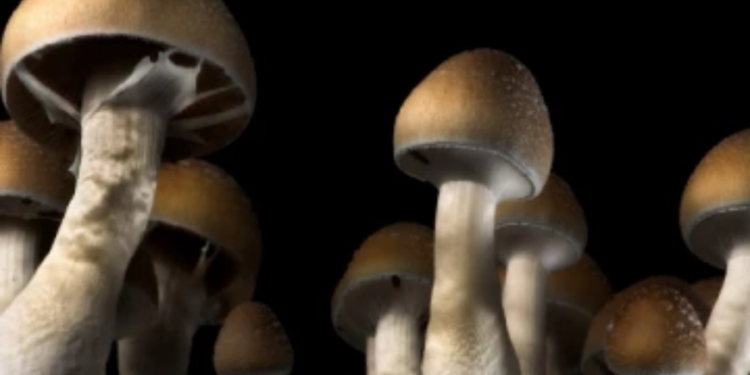 மன  அழுத்தத்தில் இருப்பவர்கள் காளான் சாப்பிடுதல் நன்று!