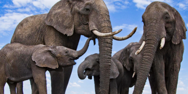 புத்தளம் பகுதியில் காட்டு யானை அட்டகாசம்!