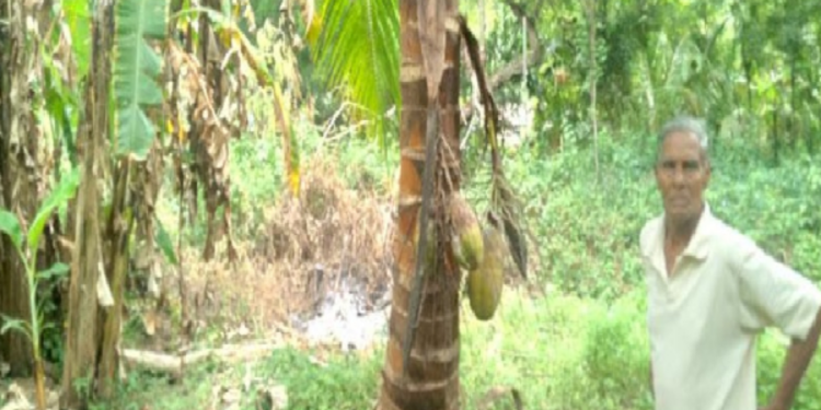 அனுராதபுரத்தில் அதிசய தென்னை