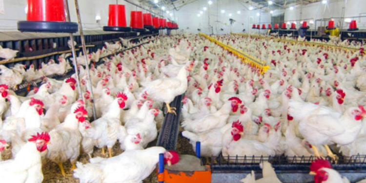 சந்தையில் கோழி உற்பத்தி பொருளுக்கு தட்டுப்பாடு ஏற்படலாம்!