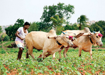 எரிபொருள் இன்மையால் மாடுகளை பயன்படுத்தி விவசாயம் மேற்கொள்ளும் கிளிநொச்சி விவசாயிகள்