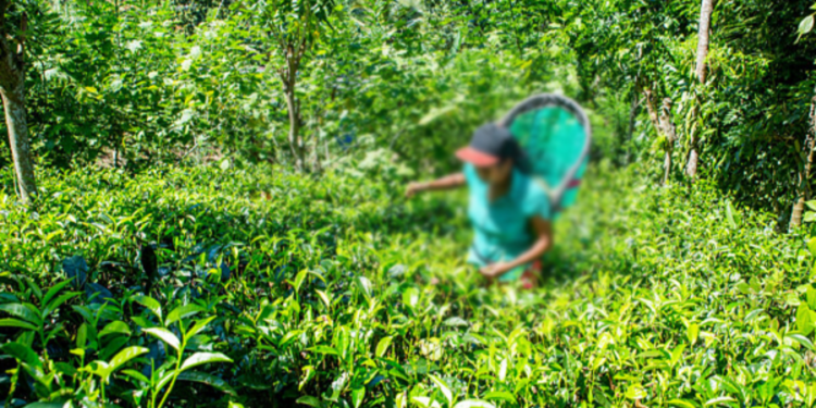 தேயிலை ஏற்றுமதி குறித்து வெளியாகியுள்ள செய்தி!