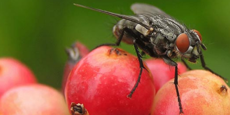 நாட்டின் சில இடங்களில் ஈ தொல்லை அதிகரிப்பு!