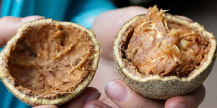 உடலுக்கு நோய் எதிர்ப்பு சக்தியை தரும் விளாம்பழம்