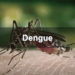 இரண்டாவது தடவையாகவும் டெங்கு காய்ச்சல் ஏற்ப்பட்டால் தென்படும் அறிகுறிகள்