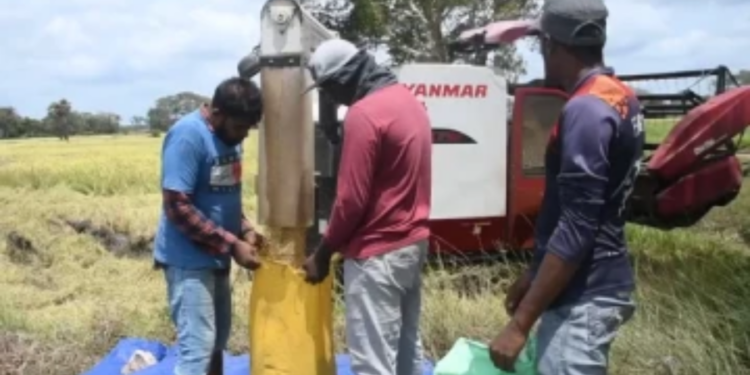 நெல் கொள்வனவு குறித்து  அரசிடம் விவசாயிகள் விடுத்துள்ள கோரிக்கை!