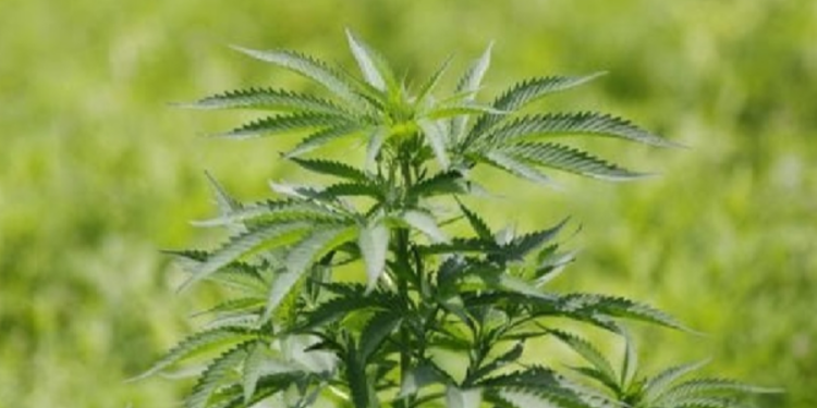 இலங்கையில் கஞ்சா பயிரிட ஆலோசனை!