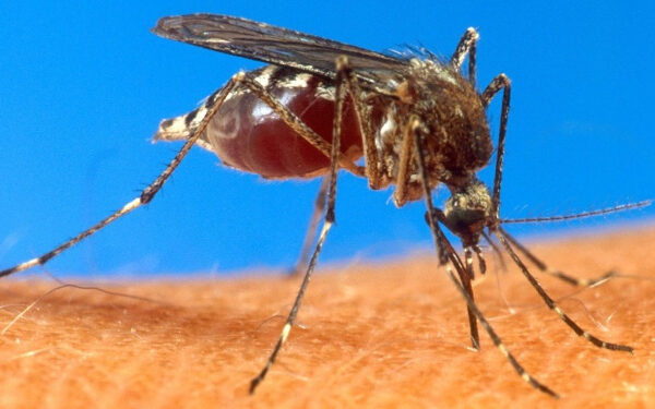 இலங்கையில் புதியவகை நுளம்புகள் இனம் காணப்பட்டுள்ளன