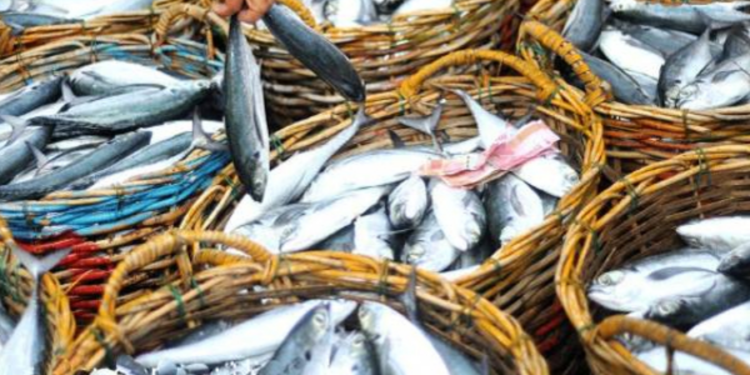 இலங்கையில் மீன்களின் விலையில் சரிவு!