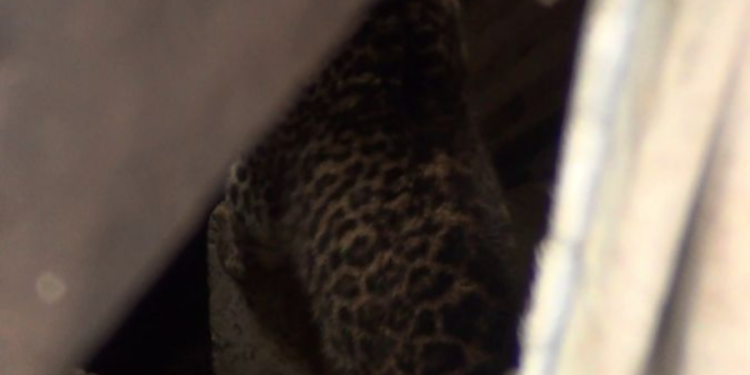 வீட்டிற்குள் நுழைய முற்ப்பட்ட புலியால் பரபரப்பு!