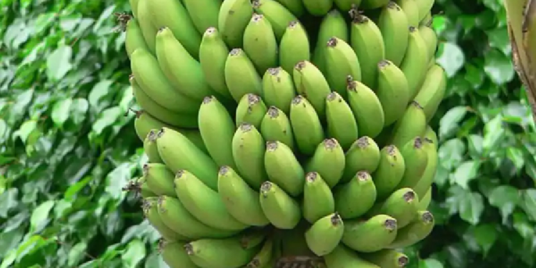 உடல் எடையை குறைக்க உதவும் வாழைப்பழம்