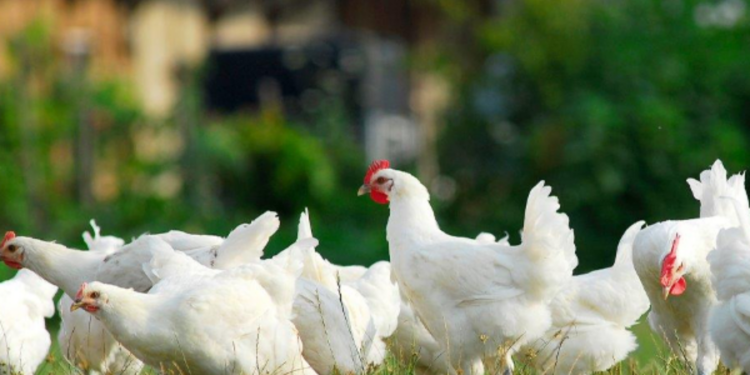 பிரான்சில் விற்ப்பனையாகும் கோழி இறைச்சி குறித்து விடுக்கப்பட்டுள்ள அறிவித்தல்!