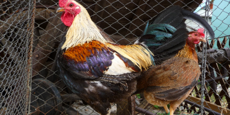 இங்கிலாந்தில் பறவைக்  காய்ச்சல் குறித்த அச்சத்தால் கட்டுப்பாடுகள் விதிப்பு!