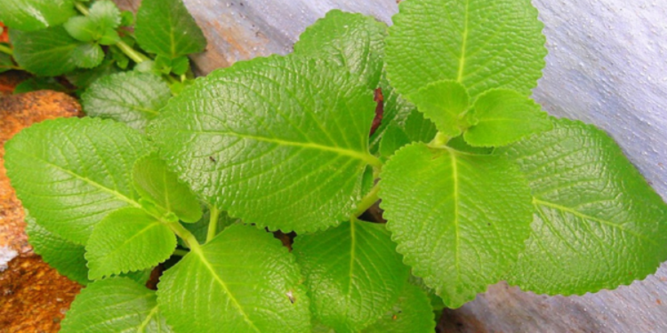 கற்பூரவல்லி இலையின் மருத்துவ குணங்கள்