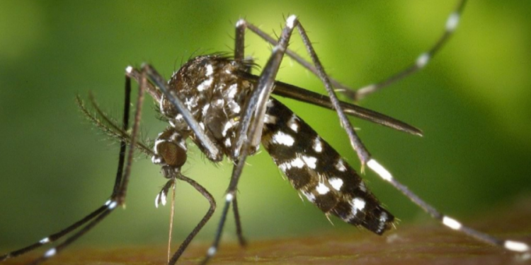 யாழில் டெங்கு நோயாளர்களின் எண்ணிக்கை அதிகரிப்பு!