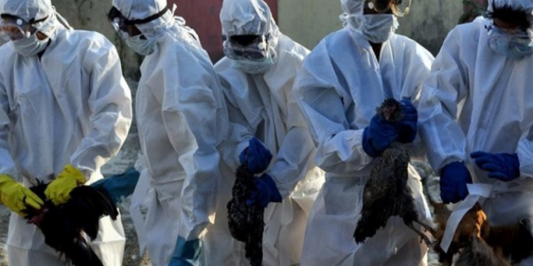 பிரித்தானியாவில் பறவை காய்ச்சல் குறித்து எச்சரிக்கை விடுப்பு!