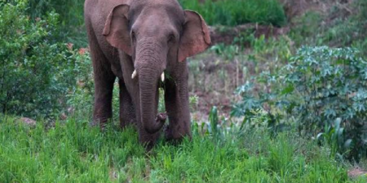 காட்டு யானைகளுக்கு உணவளிக்க சென்ற அதிகாரிக்கு நேர்ந்த சோகம்!