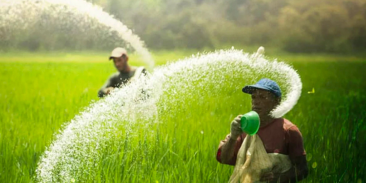 இலங்கை விவசாயிகளுக்கு 9,300 மெட்ரிக் தொன் யூரியாவை வழங்க தயாராகும் ஐக்கிய நாடுகள் சபை