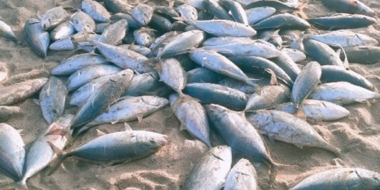 கரைவலையில் சிக்கிய ஒரு கோடி ரூபா பெறுமதியான மீன்கள்