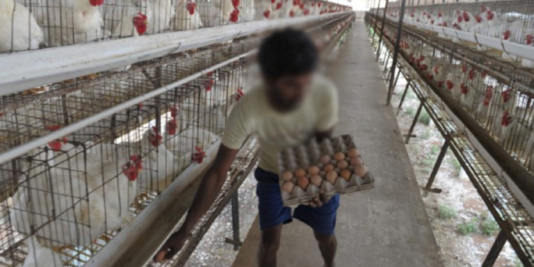 முட்டை மற்றும் கோழி இறைச்சியை நாட்டிற்கு இறக்குமதி செய்ய முயற்சி!