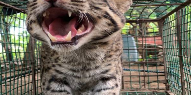 இலங்கை திருகோணமலையில் பிடிக்கப்பட்ட அரியவகை உயிரினம்