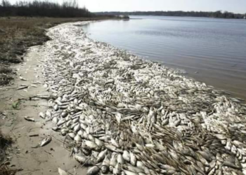 மட்டக்களப்பு – பூநொச்சிமுனை கடற்கரையில் குவியும் பெருமளவிலான மீன்கள்