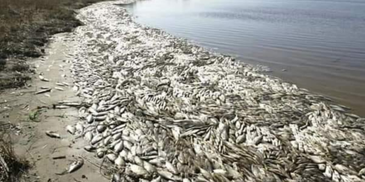 மட்டக்களப்பு – பூநொச்சிமுனை கடற்கரையில் குவியும் பெருமளவிலான மீன்கள்