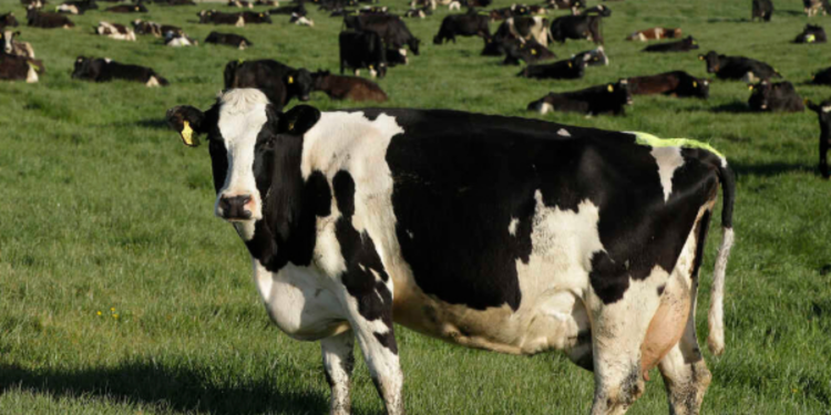 கடும் குளிரால் பலியாகியுள்ள கால்நடைகள்