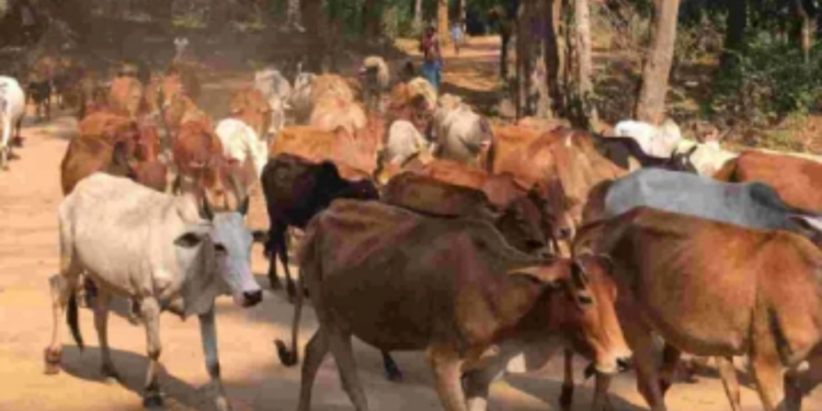 யாழில் சீரற்றகாலநிலையால் உயிரிழக்கும் கால்நடைகள் குறித்து பொது மக்களிடம் விடுக்கப்பட்டுள்ள வேண்டுகோள்!