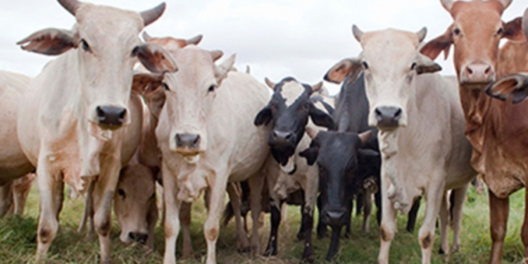 நாட்டின் சீரற்ற காலநிலையால் உயிரிழந்த கால்நடைகள் குறித்து எடுக்கப்பட்டுள்ள நடவடிக்கை!