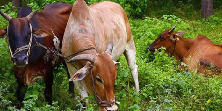கால்நடைகள் அதிக குளிர் காரணமாக உயிரிழந்தமைக்கான காரணம் கண்டறியப்பட்டுள்ளது!