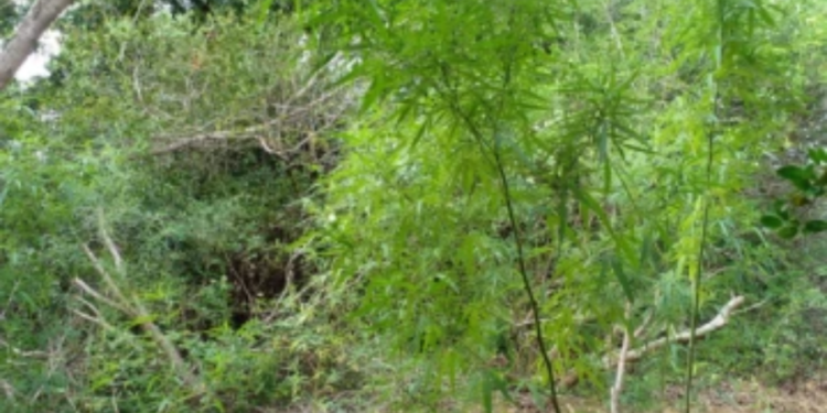 பளையில் பொலிசாரால் கண்டுபிடிக்கப்பட்ட  கஞ்சாத் தோட்டம்