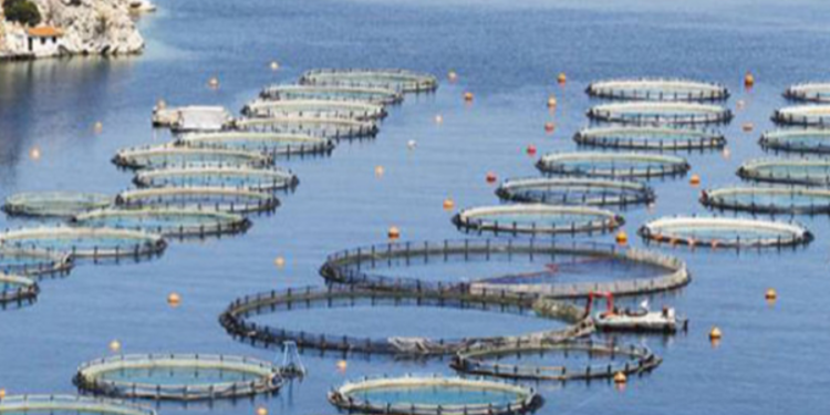 சட்டவிரோத கடலட்டை பண்ணைகள் குறித்து குருநகர் மக்கள் விடுத்துள்ள செய்தி!