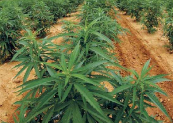 கிளிநொச்சியில் பொலிசாரால் முற்றுகையிடப்பட்ட கஞ்சாத் தோட்டம்