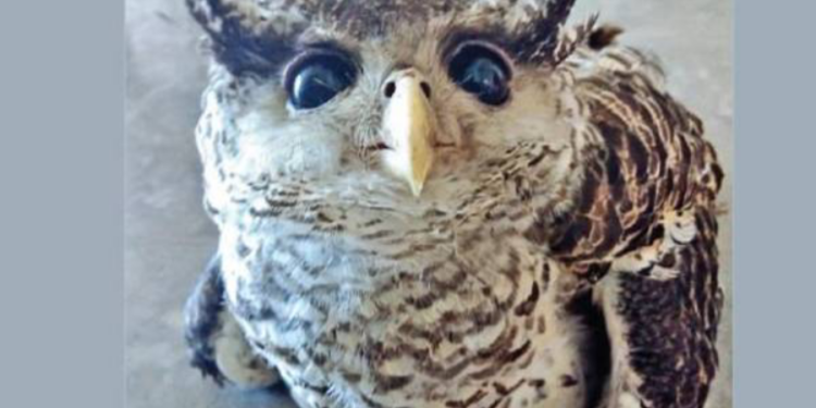 இலங்கையில் கண்டுபிடிக்கப்பட்ட அரியவகை ஆந்தை ஒன்று!